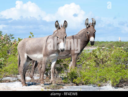 La coppia di asini selvatici di Grand Turk island (Isole Turks e Caicos). Foto Stock