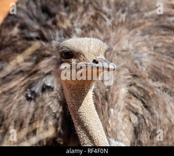 Closeup ritratto di una femmina di struzzo seduto su di esso's Nest nel sud della savana africana Foto Stock