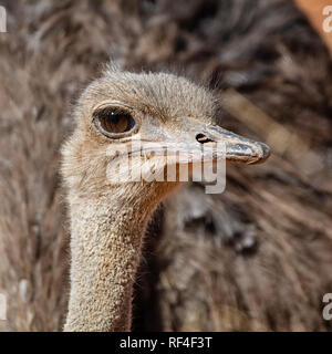 Closeup ritratto di una femmina di struzzo seduto su di esso's Nest nel sud della savana africana Foto Stock