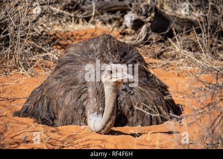 Closeup ritratto di una femmina di struzzo seduto su di esso's Nest nel sud della savana africana Foto Stock