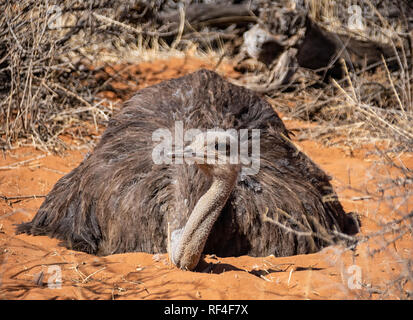 Closeup ritratto di una femmina di struzzo seduto su di esso's Nest nel sud della savana africana Foto Stock