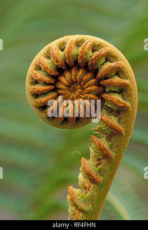 "Ama'uma'u fern fiddlehead (Sadleria cyatheoides); endemica di Hawaii. Foto Stock