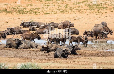 Mandrie di gnu nero e bufali raccogliere in corrispondenza di un foro di irrigazione nel sud della savana africana Foto Stock