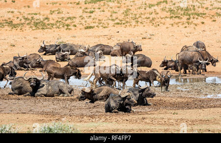Mandrie di gnu nero e bufali raccogliere in corrispondenza di un foro di irrigazione nel sud della savana africana Foto Stock
