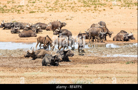 Mandrie di gnu nero e bufali raccogliere in corrispondenza di un foro di irrigazione nel sud della savana africana Foto Stock