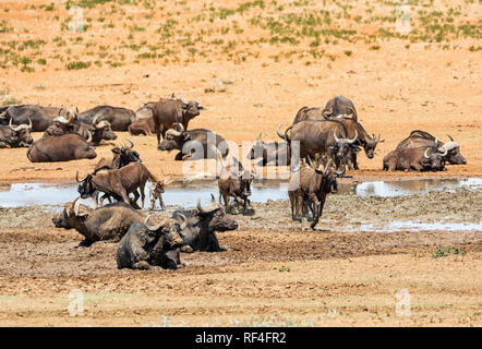 Mandrie di gnu nero e bufali raccogliere in corrispondenza di un foro di irrigazione nel sud della savana africana Foto Stock