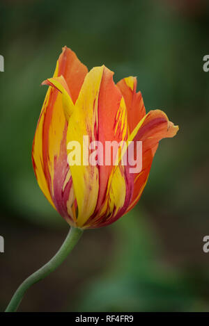 Tulip blossom; cassone in legno Tulip Company, Willamette Valley, Oregon. Foto Stock