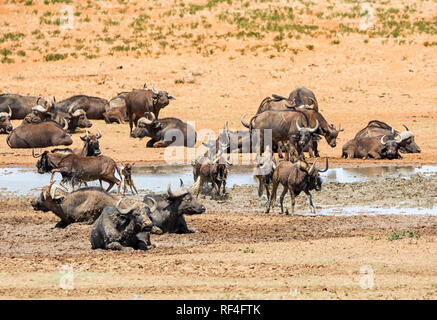 Mandrie di gnu nero e bufali raccogliere in corrispondenza di un foro di irrigazione nel sud della savana africana Foto Stock