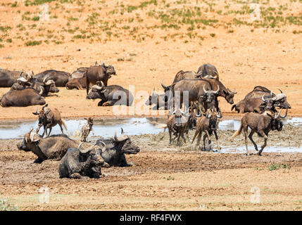 Mandrie di gnu nero e bufali raccogliere in corrispondenza di un foro di irrigazione nel sud della savana africana Foto Stock