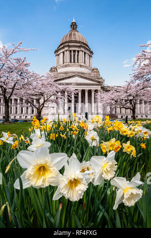 State Capitol Legislative Building con i narcisi in fiore e ciliegi in Olympia, Washington. Foto Stock