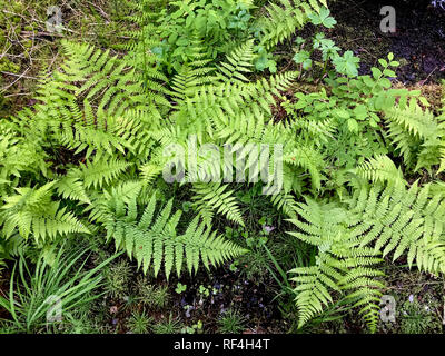 Close-up di piante autoctone di felci sul suolo della foresta a Bartlett Cove nel Parco Nazionale di Glacier Bay, Alaska. Signora fern (Athyrium felix-femina) è comune. Foto Stock