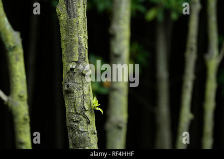 Durban, KwaZulu-Natal, Sud Africa, nuove foglie crescente sul tronco di albero in nero la foresta di mangrovie, la conservazione della natura Foto Stock