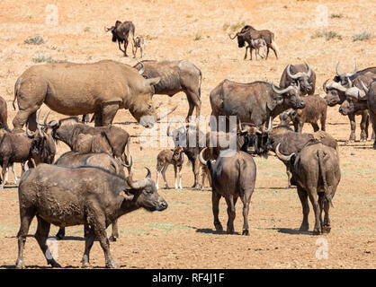 White Rhino, Buffalo e GNU raccolta in corrispondenza di un foro di irrigazione Foto Stock