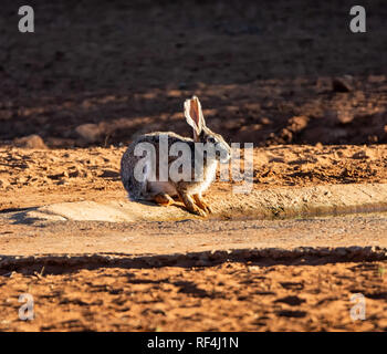 Un capo lepre in corrispondenza di un foro di irrigazione nel sud della savana africana Foto Stock