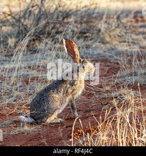 Ritratto di un capo di lepre nel sud della savana africana Foto Stock