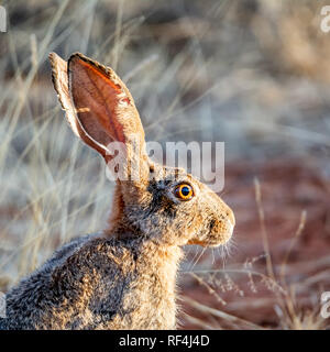 Ritratto di un capo di lepre nel sud della savana africana Foto Stock