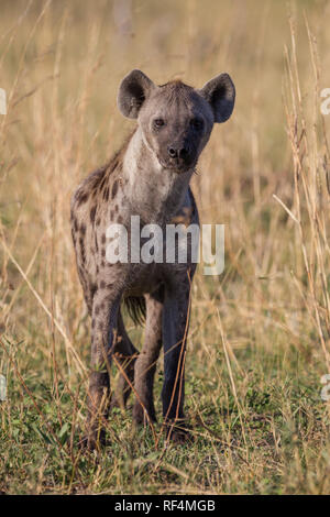 Avvistato hyene, Crocuta crocuta, agiscono come accettori di entrambi e di cacciatori nella savana pianure alluvionali del fiume Linyanti nel nord del Botswana. Foto Stock