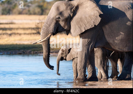 Un branco di elefanti africani si vede nello Zimbabwe il Parco Nazionale di Hwange. Foto Stock