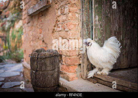 Una razza silkie rooster, chiamato per la sua morbida piume bianche, dà un rurale al vecchio mondo sento di un giardino sul retro in un quartiere di Johannesburg Gauteng, Foto Stock