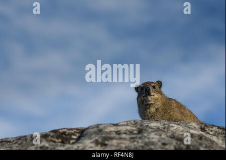 Rock hyrax, Procavia capensis, noto anche come dassies, prosperare nel parco urbano di Table Mountain National Park, Provincia del Capo Occidentale, Sud Africa. Foto Stock