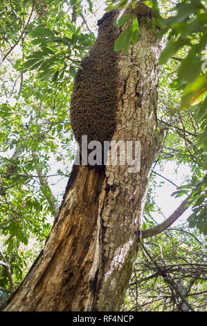 Il sentiero Arangieskop vicino Robertson, Western Cape è una dura due giorni di sentiero che conduce gli escursionisti attraverso il Langeberg Mountain Range in Sud Africa Foto Stock