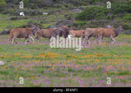 Sezione Postberg, West Coast National Park, Western Cape, Sud Africa, è aperto solo ai visitatori durante la primavera di fiori selvatici stagione nel mese di agosto Foto Stock