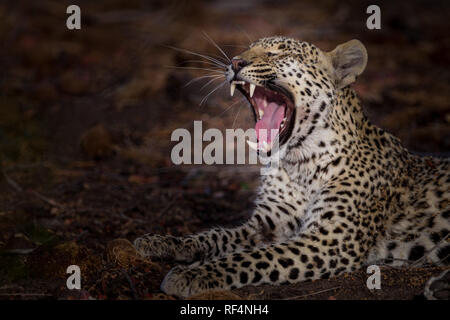 Molte zone del delta dell'Okavango, Nord Ovest distretto, Botswana sono famosi per frequenti opportunità di vedere grandi felini come il leopardo, Panther pardus Foto Stock