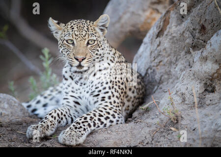 Molte zone del delta dell'Okavango, Nord Ovest distretto, Botswana sono famosi per frequenti opportunità di vedere grandi felini come il leopardo, Panther pardus Foto Stock