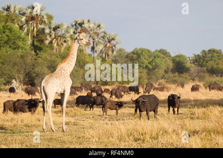 Giraffa meridionale, giraffa giraffa e bufali, syncerus caffer, sono visti in grandi gruppi sui terreni alluvionali intorno all il fiume Linyanti in né Foto Stock