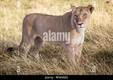 Lion sono spesso visto la caccia in pianura alluvionale del fiume Linyanti nel nord del Botswana. Foto Stock