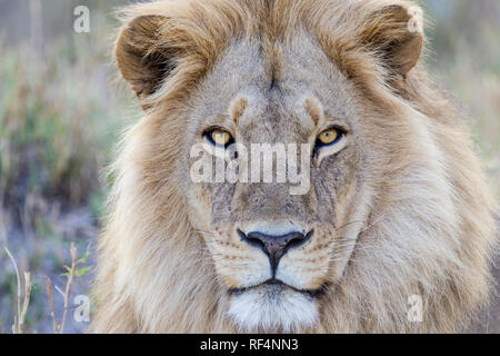 Lion sono spesso visto la caccia in pianura alluvionale del fiume Linyanti nel nord del Botswana. Foto Stock