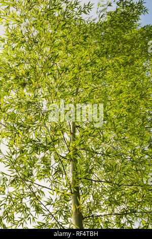 Alberi di bamboo foresta in Cina Foto Stock