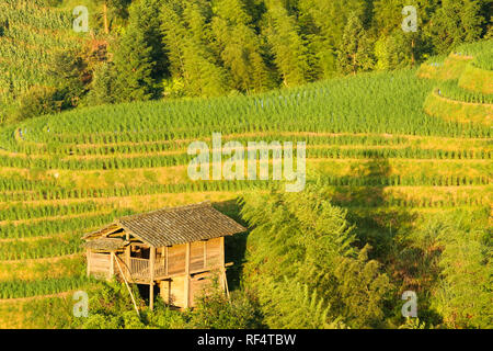 Longsheng terrazze di riso paesaggio in Cina Foto Stock