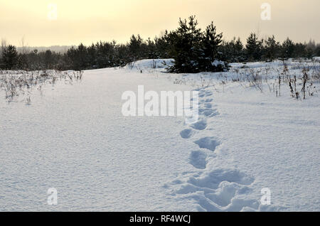 Fantastico paesaggio invernale. Una coperta di neve sentiero tra gli alberi del bosco selvatico. Foto Stock