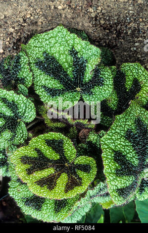 Begonia masoniana altro nome Croce di Ferro begonia coltivata per le sue foglie decorative è evergreen e migliori in contenitori Frost gara coltivata indoor Foto Stock