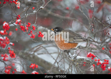 01382-05204 American Robin (Turdus migratorius) in comune Winterberry bush (Ilex verticillata) in inverno, Marion Co. IL Foto Stock