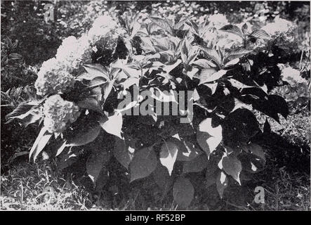 . Alcuni arbusti ornamentali per i Tropichi. Arbusti tropicali. 84 34 circolare, federale stazione di esperimento. Figura 49.-Le Ortensie crescono meglio a piuttosto le elevazioni Alte nei tropichi. Questa piccola pianta è a malapena 3 metri di altezza. La fioritura inizia dopo nuovi germogli si sviluppano in primavera e continua fino al tardo autunno. L a fiore grande tipi sono più com- monly cresciuto perché essi sono più appariscente. Le lame di balestra vengono grossolanamente dentato con esili, lungamente suggerimenti e base arrotondata. Poiché il doppio-fiorito tipi sono sterili, è necessario propagare tali da delle talee. Ilex vomitoria Ait. Yau Foto Stock