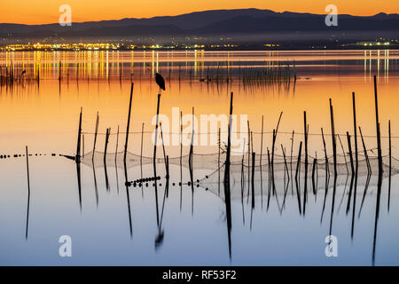 Reti da pesca e aironi nella riserva naturale la Albufera, El Palmar, Valencia, Comunidad Valencia Foto Stock