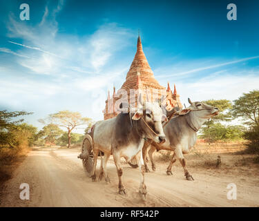 Amazing asian paesaggio rurale con antica Pagoda buddista e due buoi bianchi tirando carrello di legno. Bagan, Myanmar (Birmania) Foto Stock