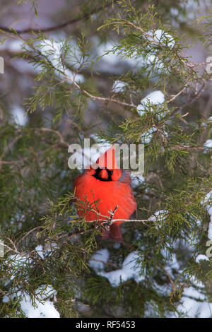 01530-22301 Cardinale settentrionale (Cardinalis cardinalis) maschio in Eastern Red Cedar (Juniperus Virginiana) in inverno. Marion Co. IL Foto Stock