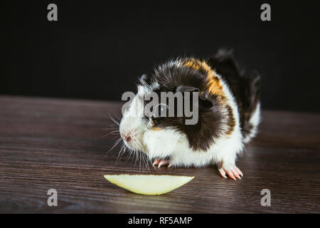 Guinea domestico maiale (cavia porcellus), noto anche come o cavy cavy domestici mangiare piccolo pezzo di Apple in ambienti chiusi, sfondo nero. Foto Stock