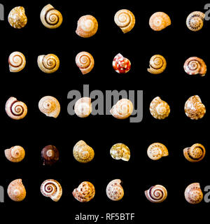 Un concetto di diversità utilizzando mollusco gusci di vari modelli e colori. I gusci vengono disposti su sfondo nero. Foto Stock