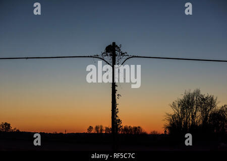 Vecchio pole per linea telefonica, coperto da scalatore vegetazione, al tramonto Foto Stock