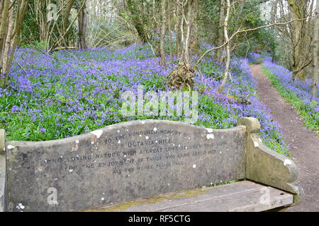 L'Octavia Hill memorial sede amid bluebells in aprile al Colle Ide NT boschi nr Sevenoaks, Kent, sul modo Greensand a lunga distanza sentiero, North Downs Foto Stock