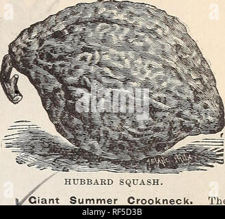 . Golden Anniversary [catalogo]. Vivaio, Rhode Island, cataloghi; Verdure, semi, cataloghi; Fiori, semi, cataloghi; attrezzi agricoli, cataloghi. . Si prega di notare che queste immagini vengono estratte dalla pagina sottoposta a scansione di immagini che possono essere state migliorate digitalmente per la leggibilità - Colorazione e aspetto di queste illustrazioni potrebbero non perfettamente assomigliano al lavoro originale. W. E. Barrett Società; Henry G. vivaio di Gilbert e il commercio di sementi Catalogo Collezione. La provvidenza, R. I. : W. E. Barrett Company Foto Stock