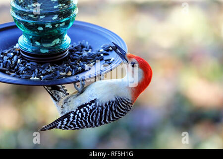 Rosso-Picchio panciuto, Melanerpes carolinus, a mangiare un Bird Feeder Foto Stock