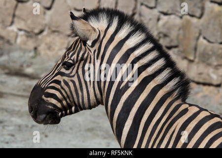 La Burchell zebra (Equus quagga burchellii), noto anche come il Damara zebra. Foto Stock