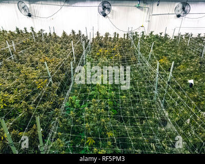 Indoor piantagione di cannabis con ventole soffia brezza su campo di spessore della piena sviluppata la marijuana Foto Stock