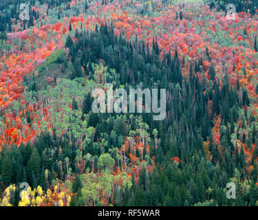 Stati Uniti d'America, Utah, Uinta-Wasatch-Cache National Forest, caduta di acero colorato si mescola con le conifere accanto alla base del Monte Timpanogos; montagne Wasatch. Foto Stock