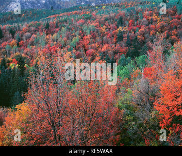 Stati Uniti d'America, Utah, Uinta-Wasatch-Cache National Forest, caduta di acero colorato si mescola con le conifere accanto alla base del Monte Timpanogos; montagne Wasatch. Foto Stock